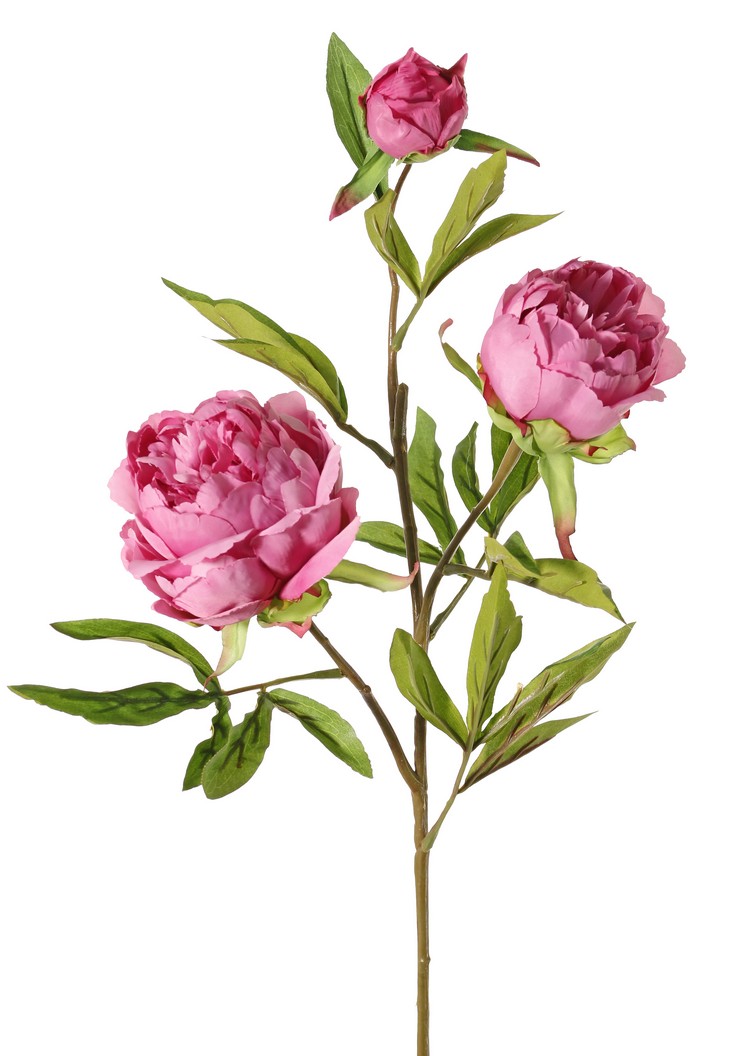 Pioenroos 3 bloemig oud roze H73 cm