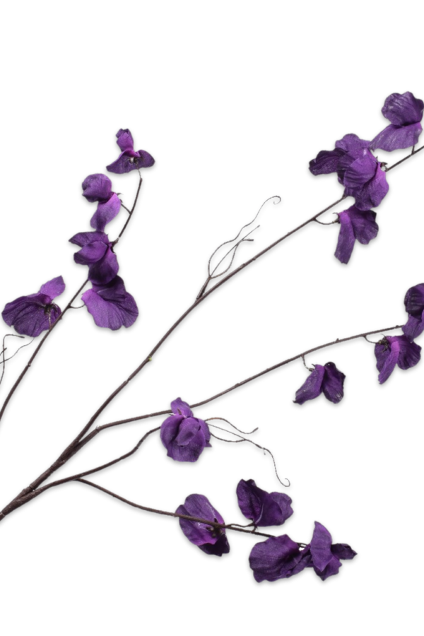 silkka lathyrus