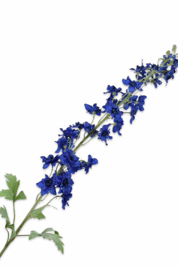 delphinium blauw