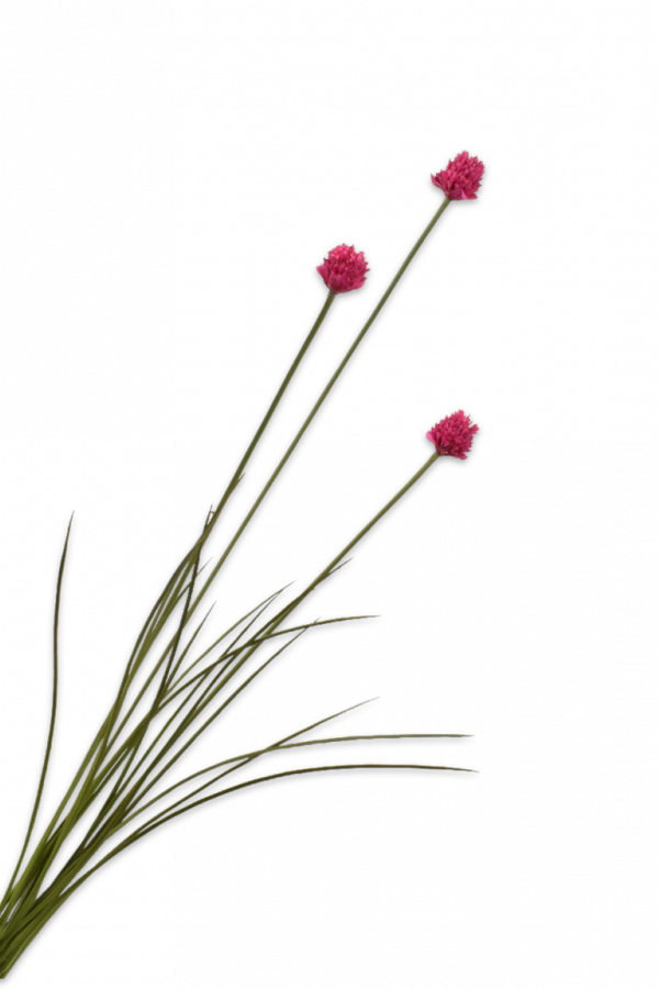 kunst allium