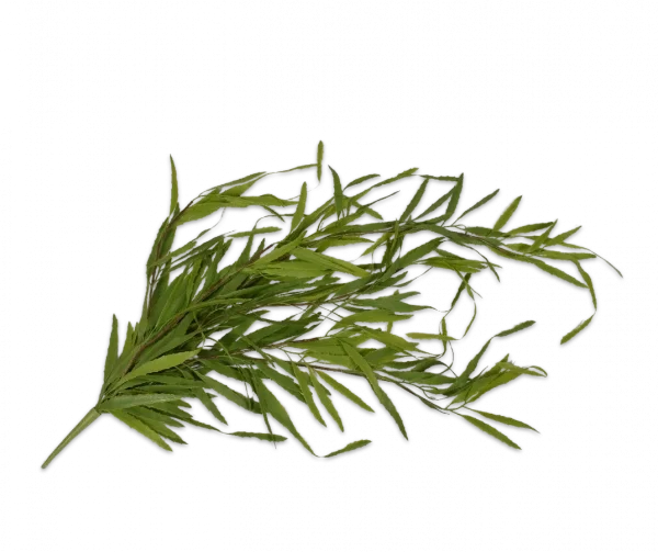 Succulent vetplant - Silk-ka - H122 cm