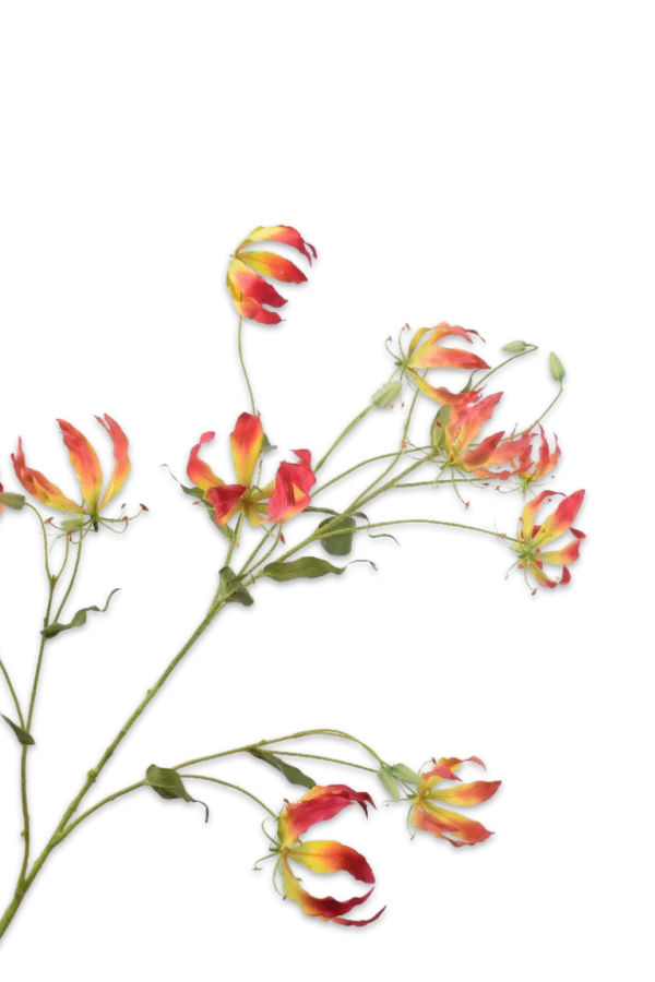 gloriosa Silk-ka