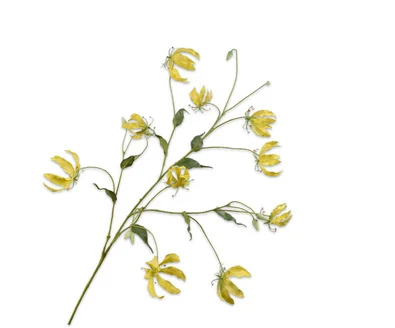 gloriosa geel