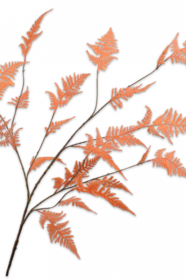 oranje asparagus silka
