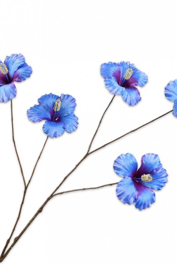 hibiscus blauw