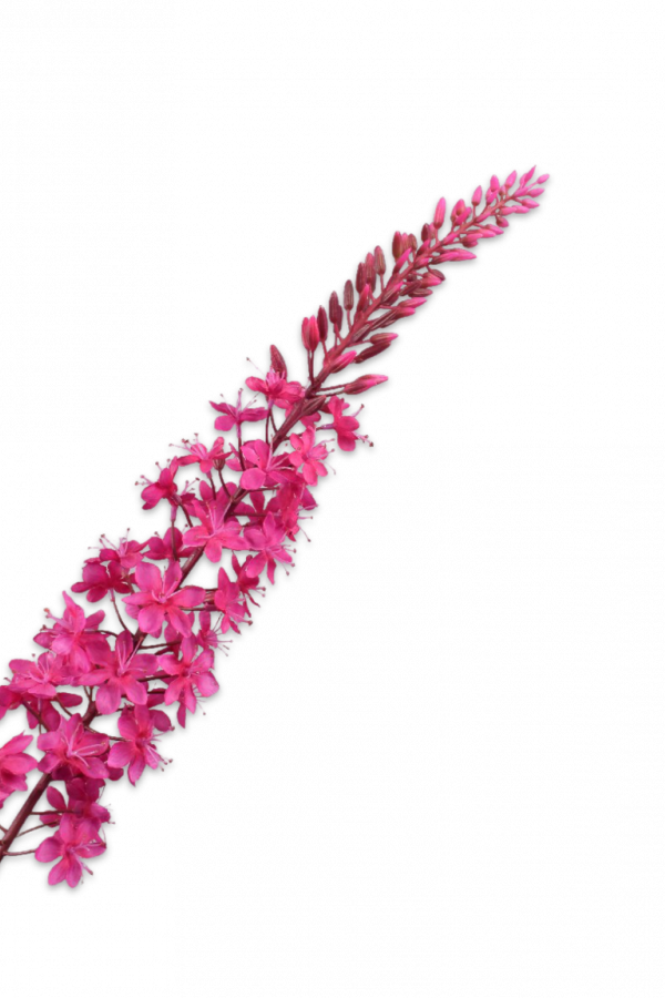 roze eremurus