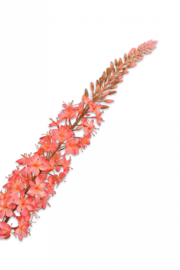 roze eremurus