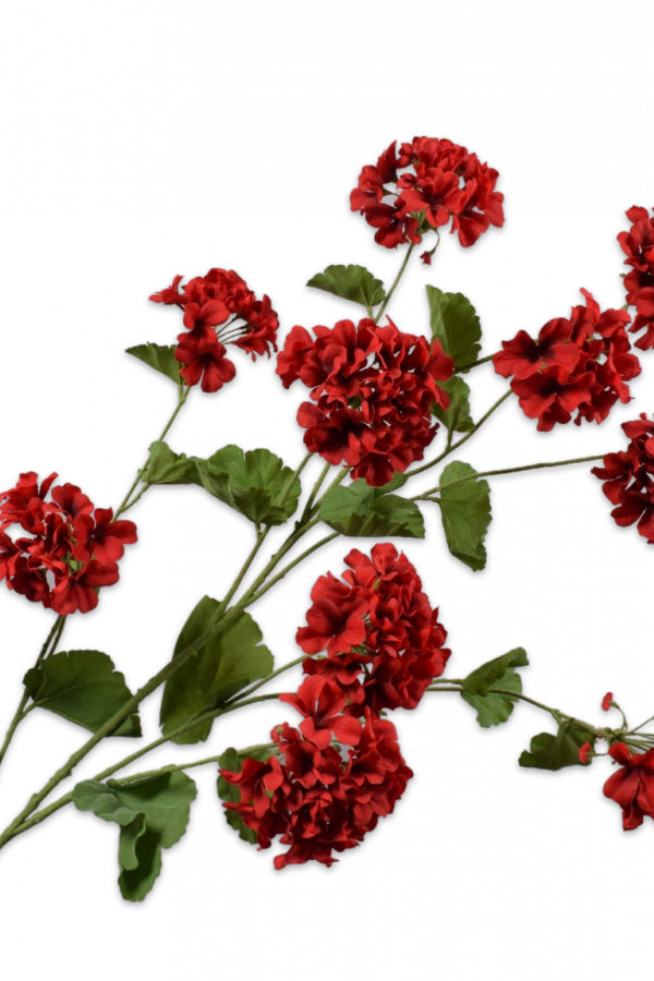 Geranium rood Silk-ka - H121 cm