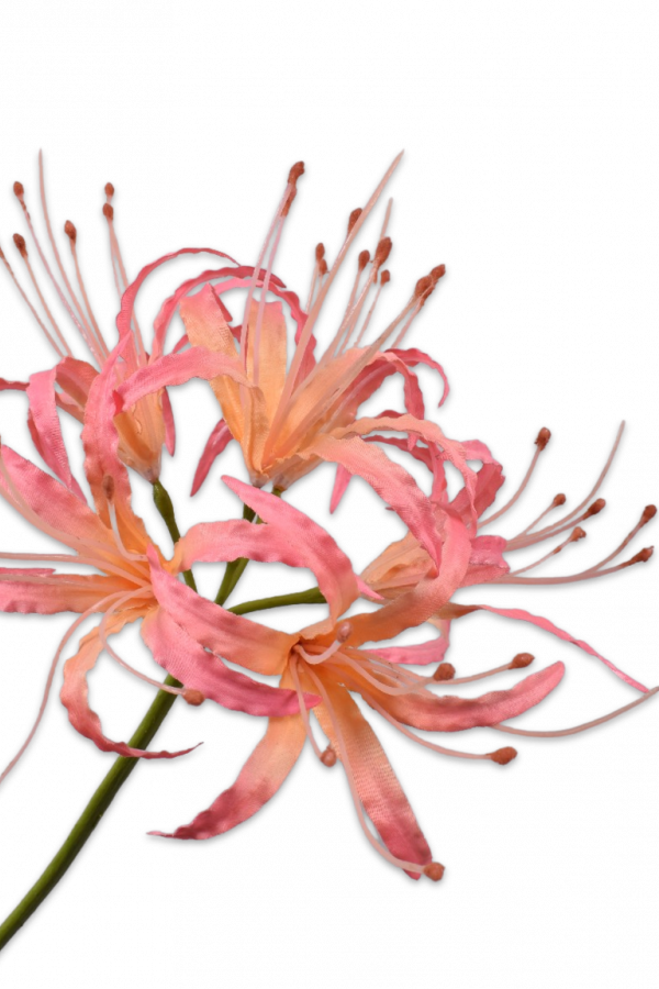 nerine silkka