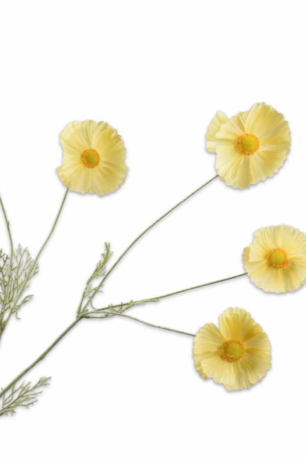 cosmos geel