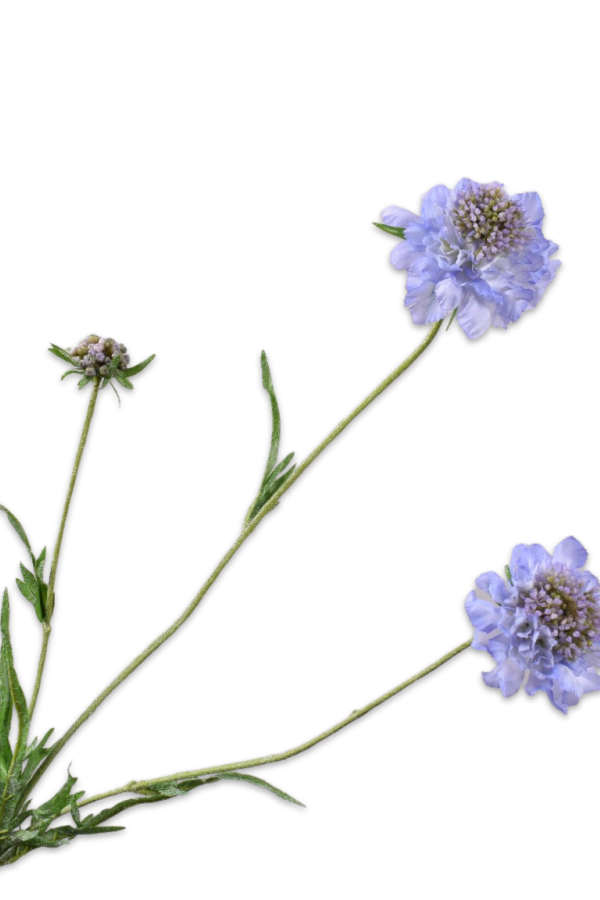 scabiosa blauw