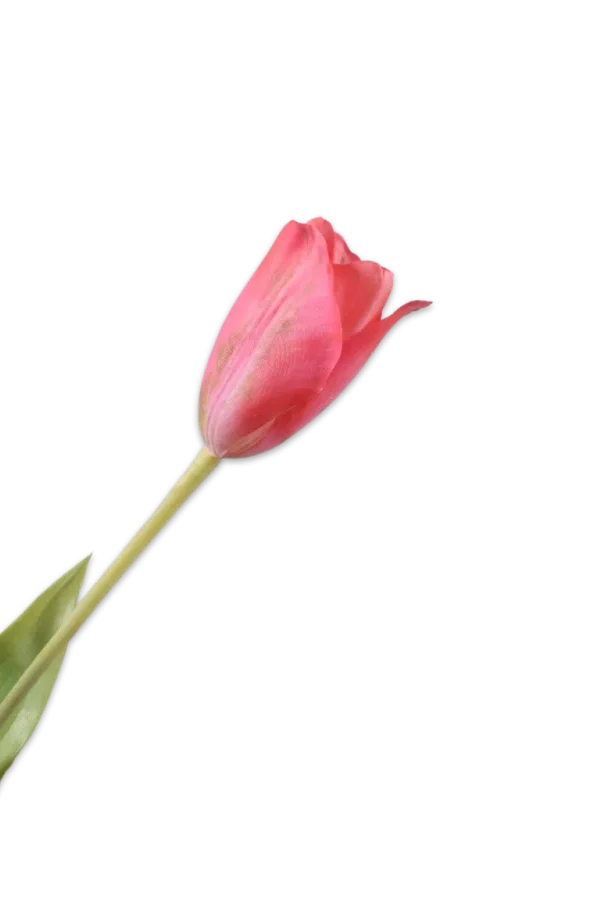 silk-ka roze tulp