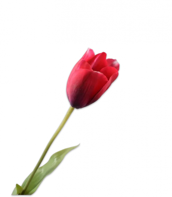 Paars rode tulp – Silk-ka Real Touch – H72 cm