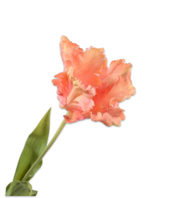 Perzik tulp – Silk-ka Real Touch – H71 cm