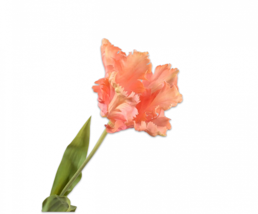 Perzik tulp – Silk-ka Real Touch – H71 cm