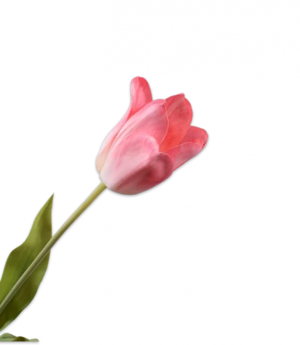 Wit roze tulp – Silk-ka Real Touch – H71 cm