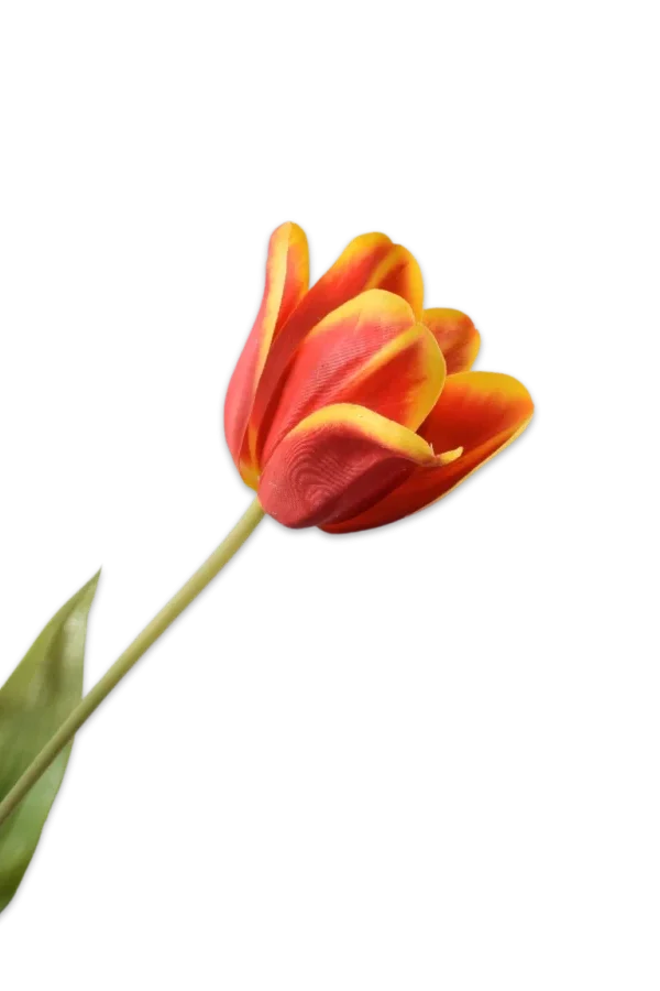 rode tulp silkka