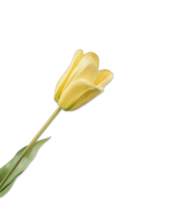 Gele tulp - Silk-ka Real Touch - H71 cm