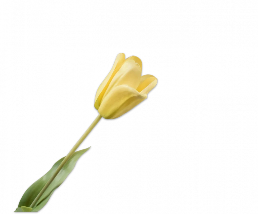 Gele tulp - Silk-ka Real Touch - H71 cm