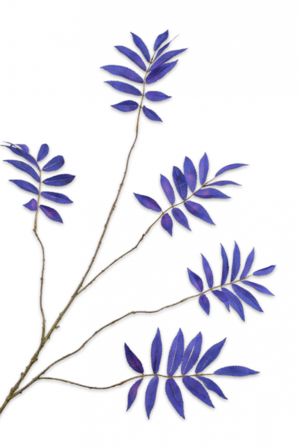 blauw blad tak