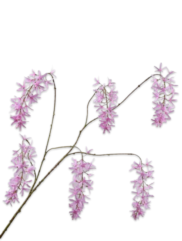 wisteria roze