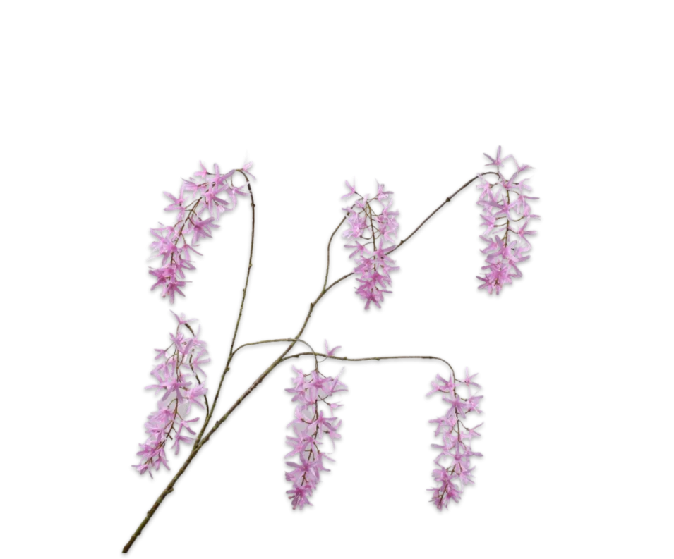 wisteria roze