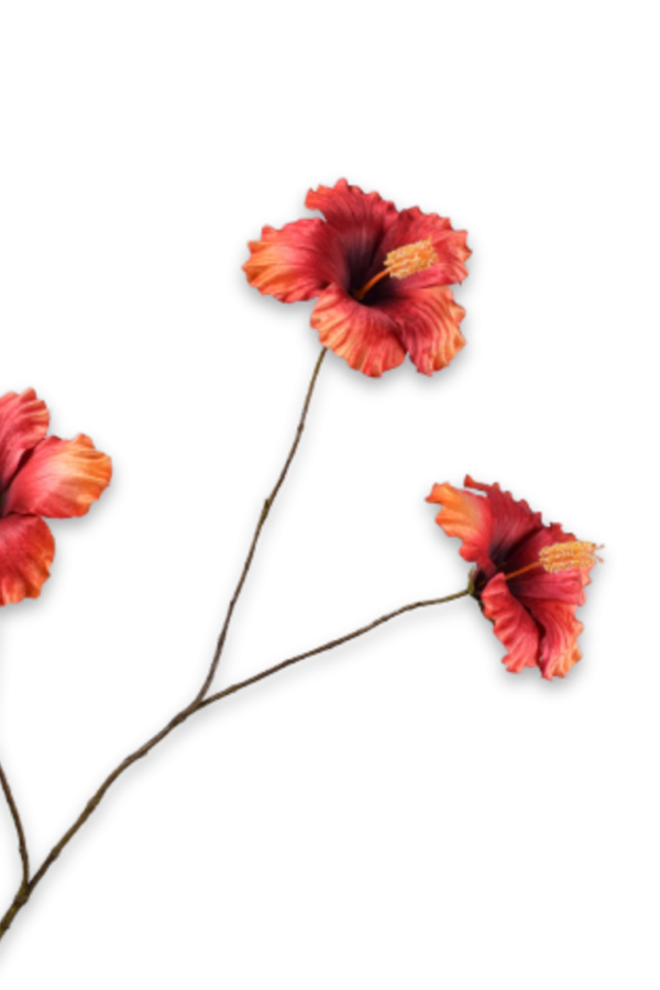 hibiscus oranje