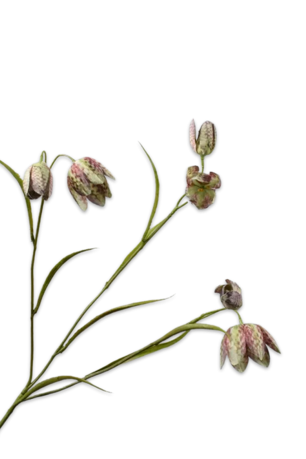 Kievitsbloem fritillaria groen - Silk-ka - H64 cm