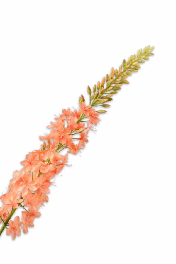 eremurus zalm silka