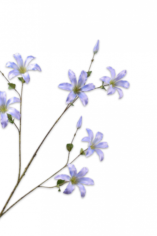 clematis blauw silk-ka