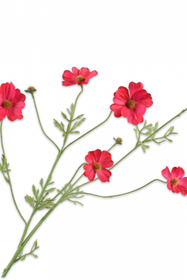 cosmos real touch