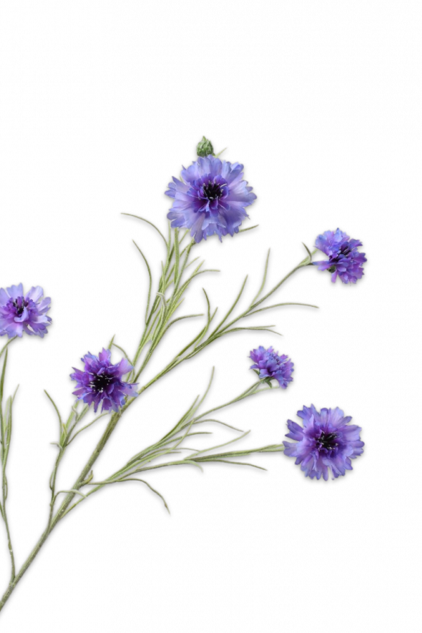 korenbloem silkka