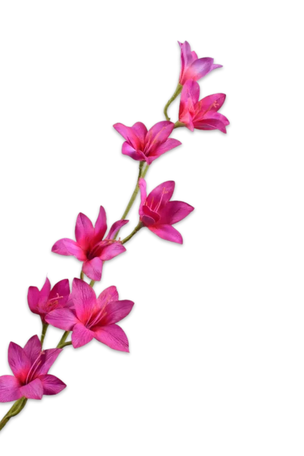 gladiool roze
