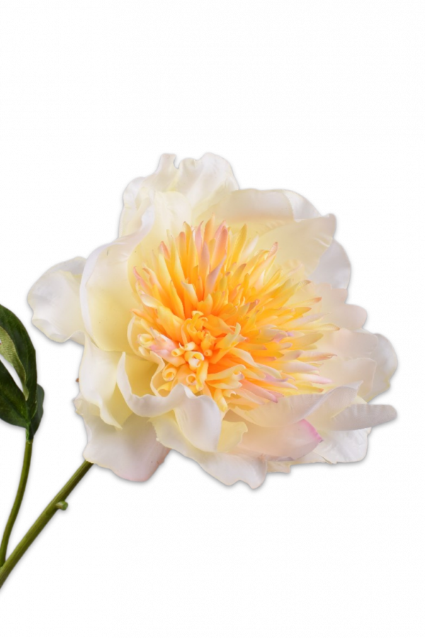 pioen creme