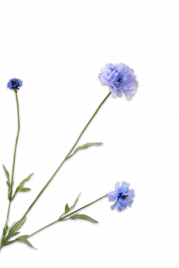 korenbloem