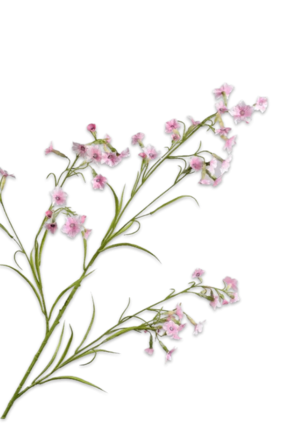 nicotiana silkka