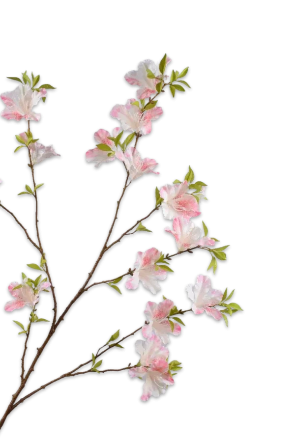 rhododendron tak silk-ka