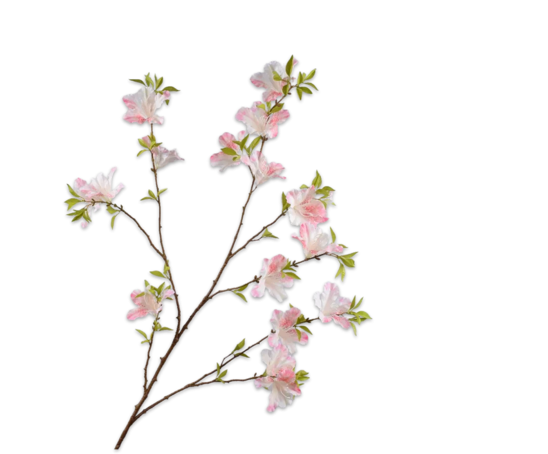 rhododendron tak silk-ka
