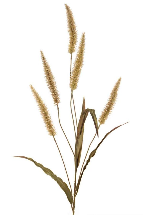 pampas gras