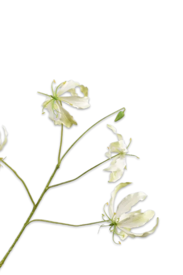 gloriosa silk-ka