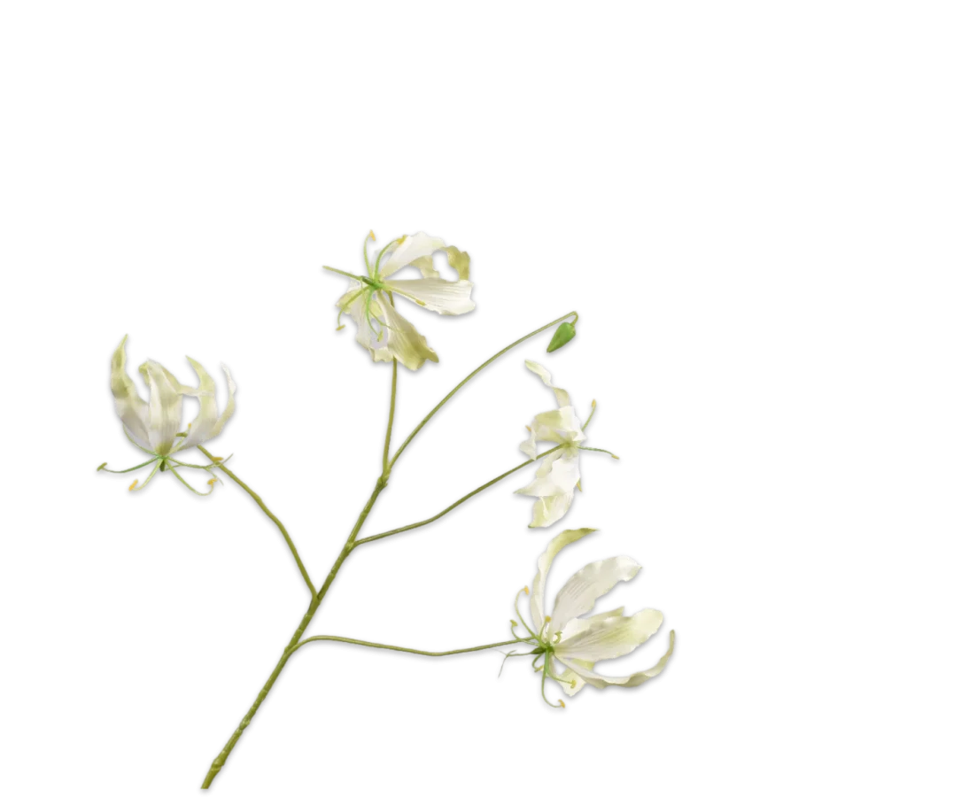 gloriosa silk-ka