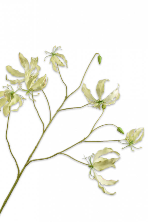 gloriosa silk-ka
