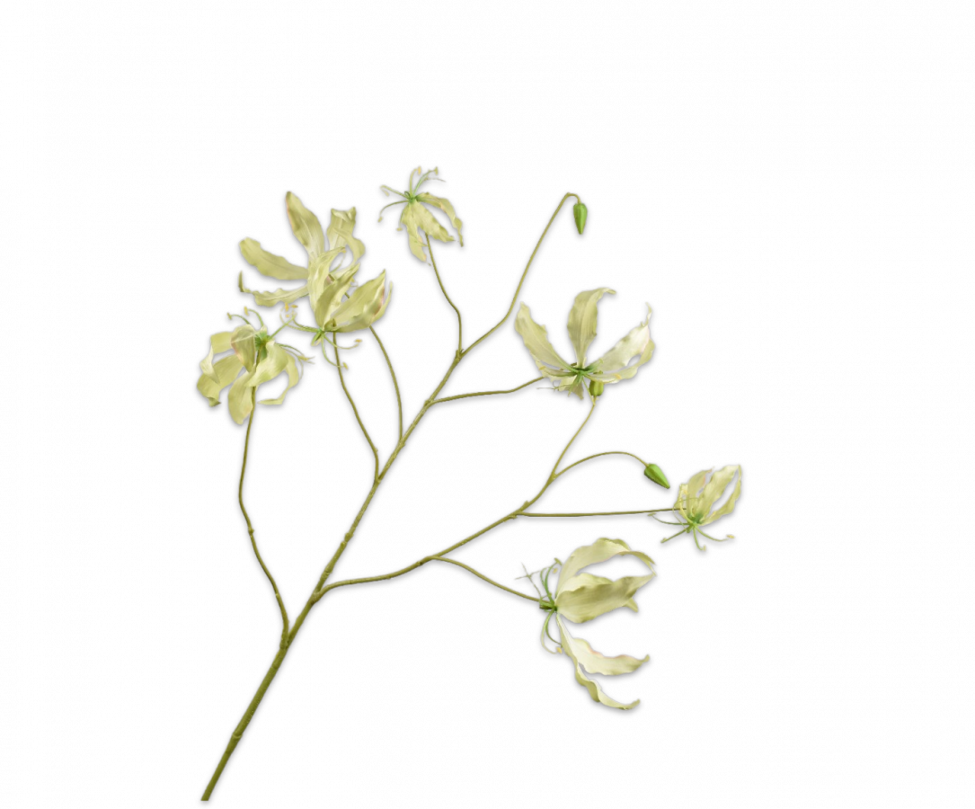 gloriosa silk-ka