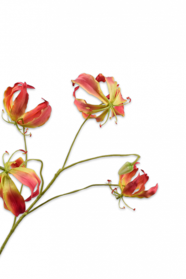 silkka gloriosa