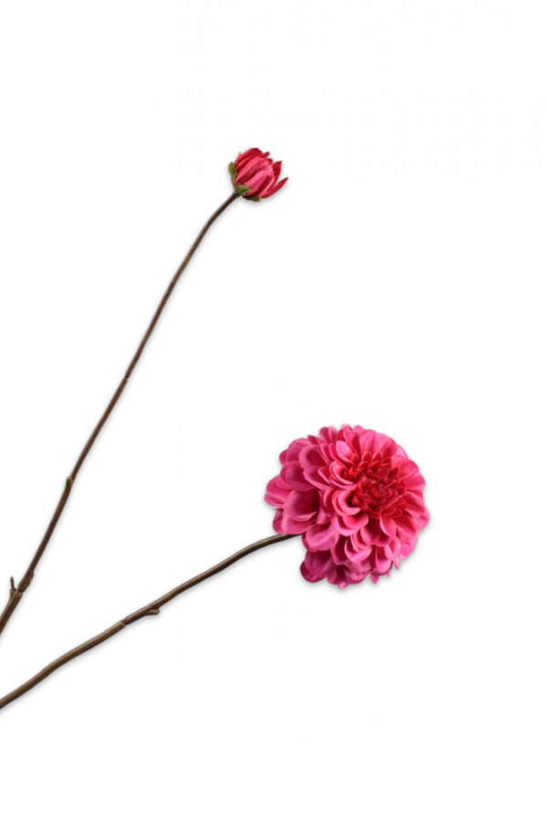 dahlia roze silkka