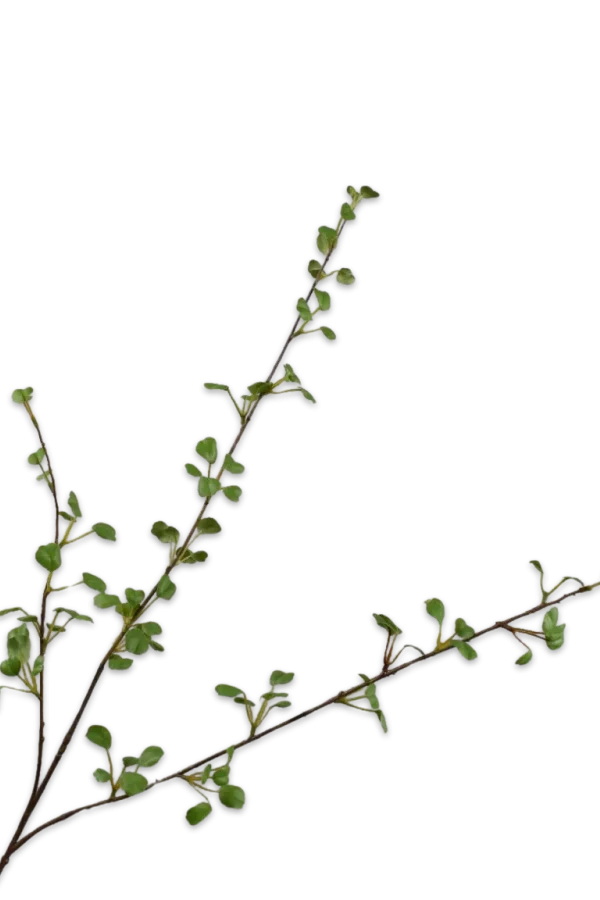 Bladtak groen - Silk-ka - H86 cm