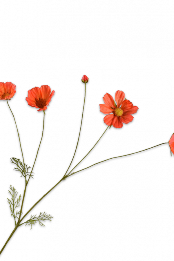 Cosmos donker oranje Silk-ka Real Touch - H92 cm
