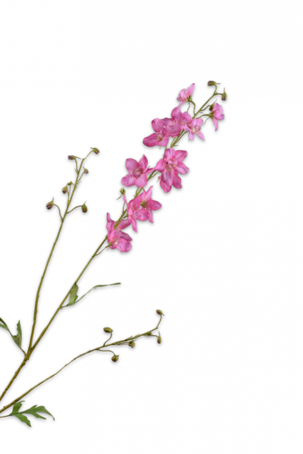 delphinium silkka roze