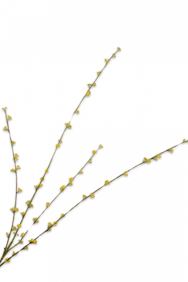 Spirea tak geel Silk-ka - H121 cm