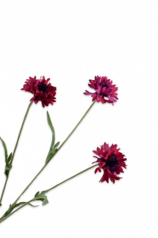 Korenbloem fuchsia Silk-ka - H69 cm